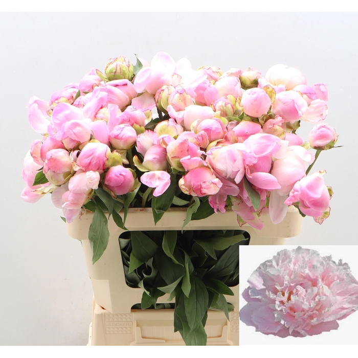 <h4>PAEO L CATH FONTIJN</h4>