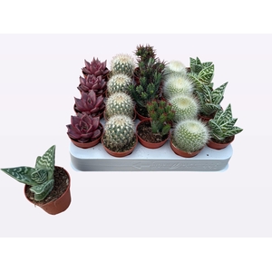 CACTUS + SUCCU GEM