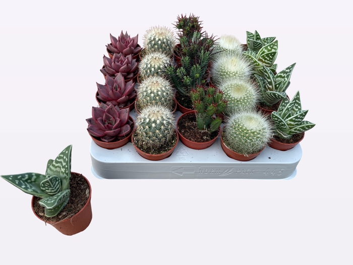 <h4>CACTUS + SUCCU GEM</h4>