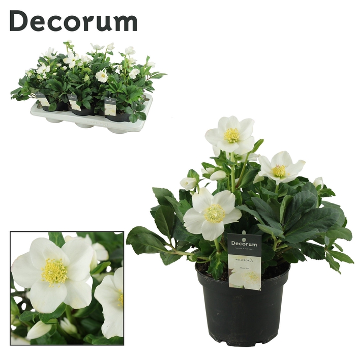 <h4>Helleborus Advent Star XL Decorum</h4>