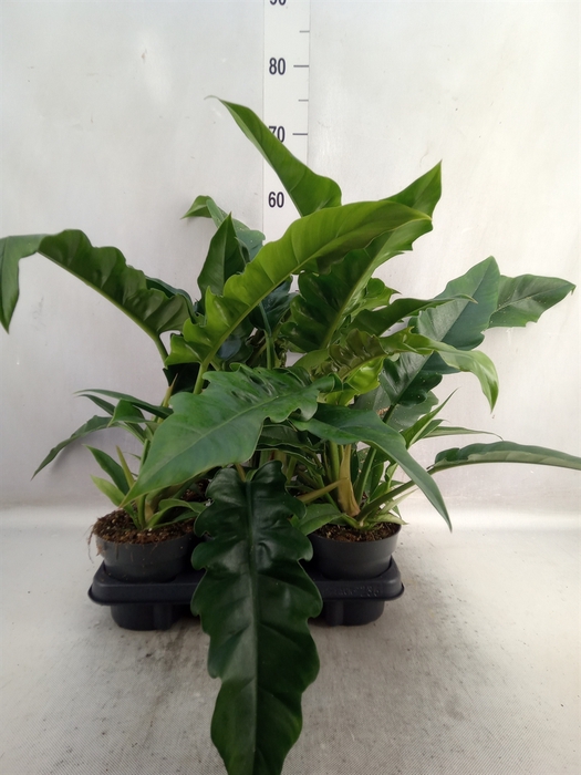 <h4>Philodendron  'Narrow Escape'</h4>