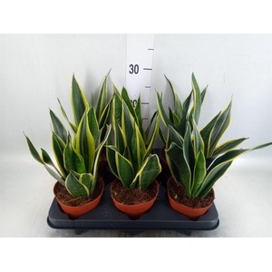 Sansevieria 'Star Canary'