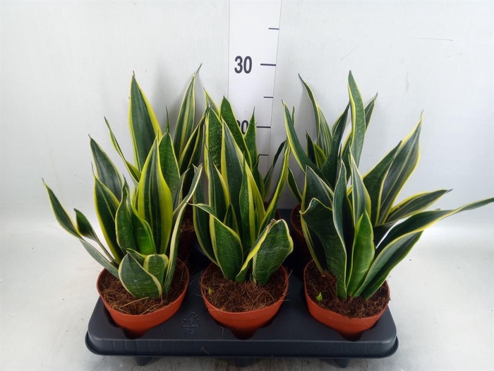 <h4>Sansevieria  'Star Canary'</h4>