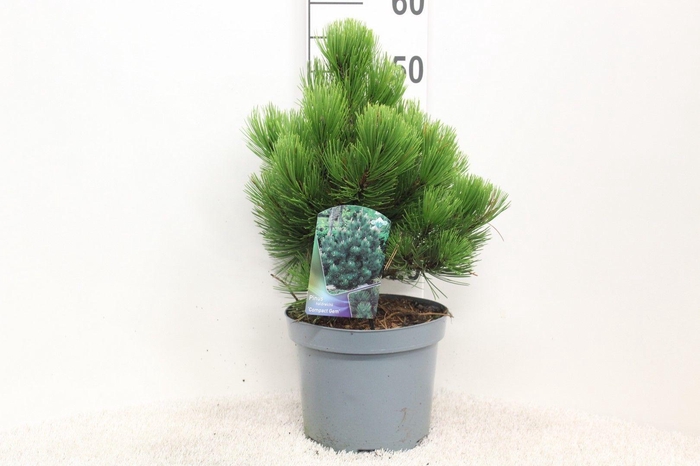 <h4>Pinus heldreichii 'Compact Gem' P23 potgekweekt</h4>