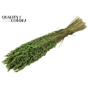 Avena per bunch Light Green