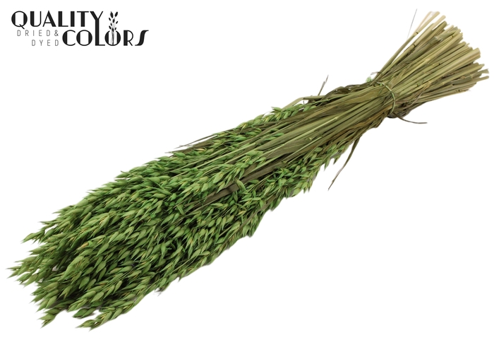 <h4>Avena per bunch Light Green</h4>