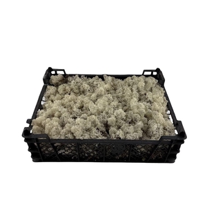 Mos Ijsland Natural (vers)