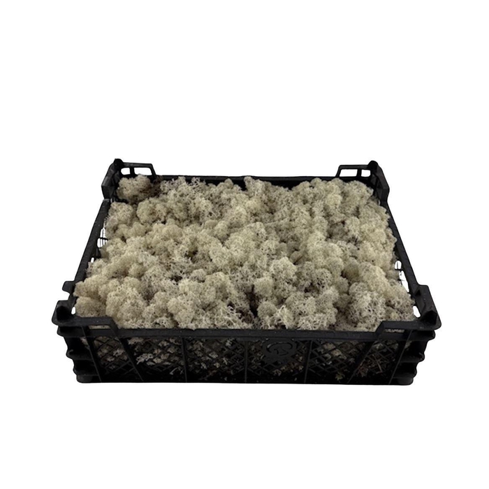 <h4>Mos Ijsland Natural (vers)</h4>