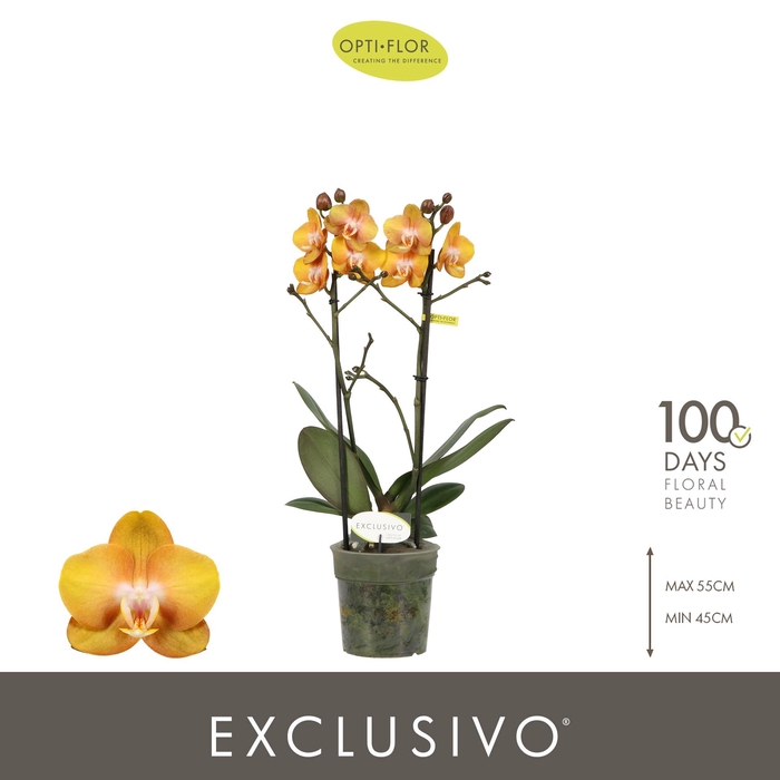 <h4>Exclusivo Las Vegas 2 spike</h4>