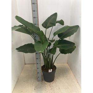STRELITZIA NICOLAI
