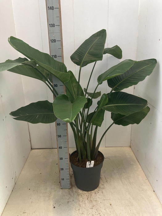 <h4>STRELITZIA NICOLAI</h4>