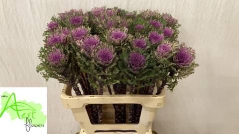 <h4>BRASS CRANE FREDDY</h4>