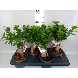 Ficus microcarpa 'Ginseng'