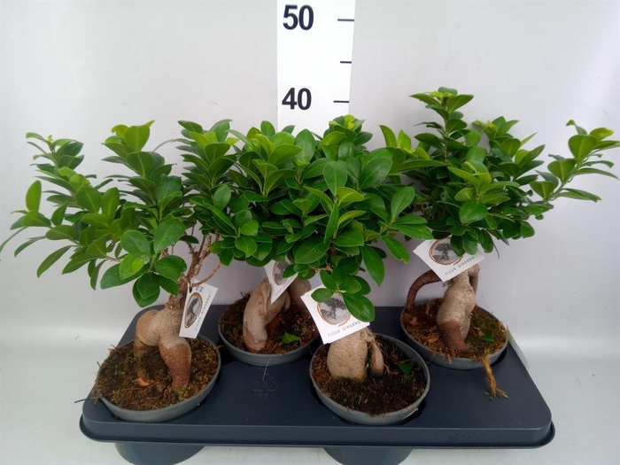 <h4>Ficus microcarpa 'Ginseng'</h4>