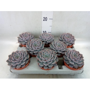 Echeveria  'Orion'