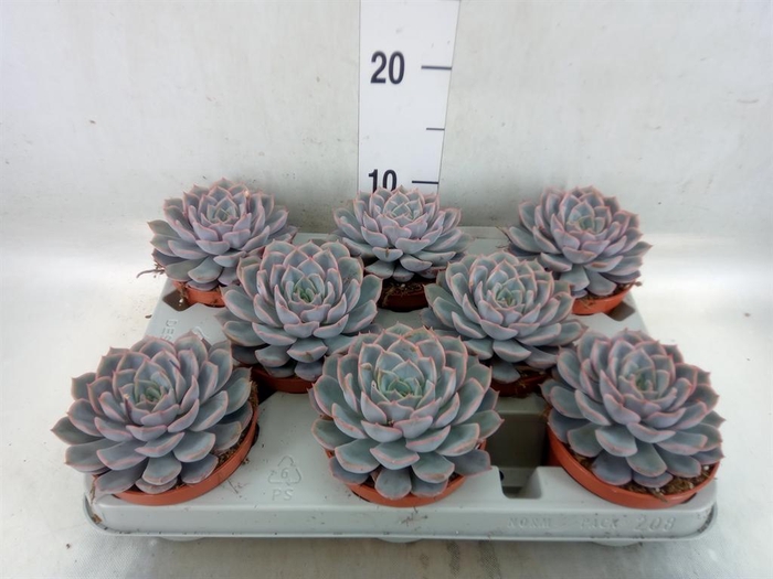 <h4>Echeveria 'Orion'</h4>