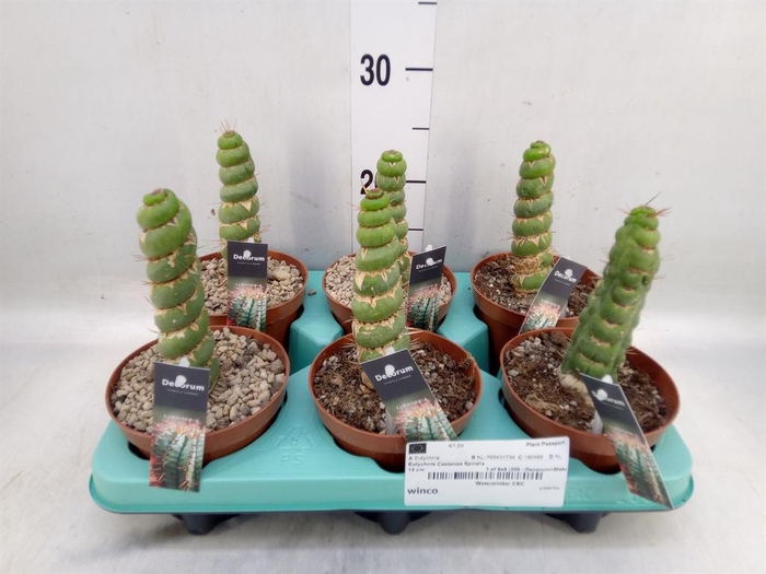 <h4>Succulents   ...</h4>