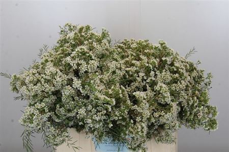 <h4>Chame Blizzard</h4>