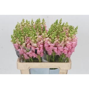 Antirrhinum Potomac Early Pink