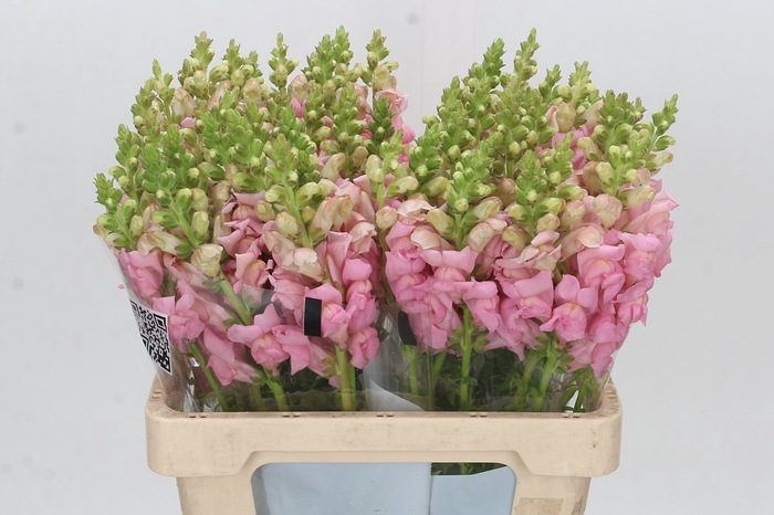 <h4>Antirrhinum Potomac Early Pink</h4>