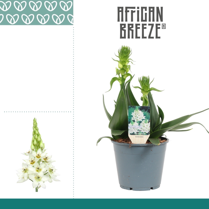 <h4>Ornithogalum Thyrsoides Wit 3pp</h4>