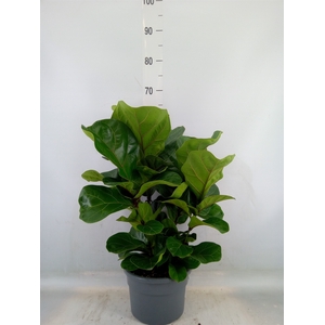 Ficus lyrata 'Bambino'
