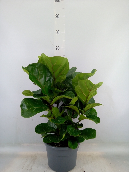<h4>Ficus lyrata 'Bambino'</h4>
