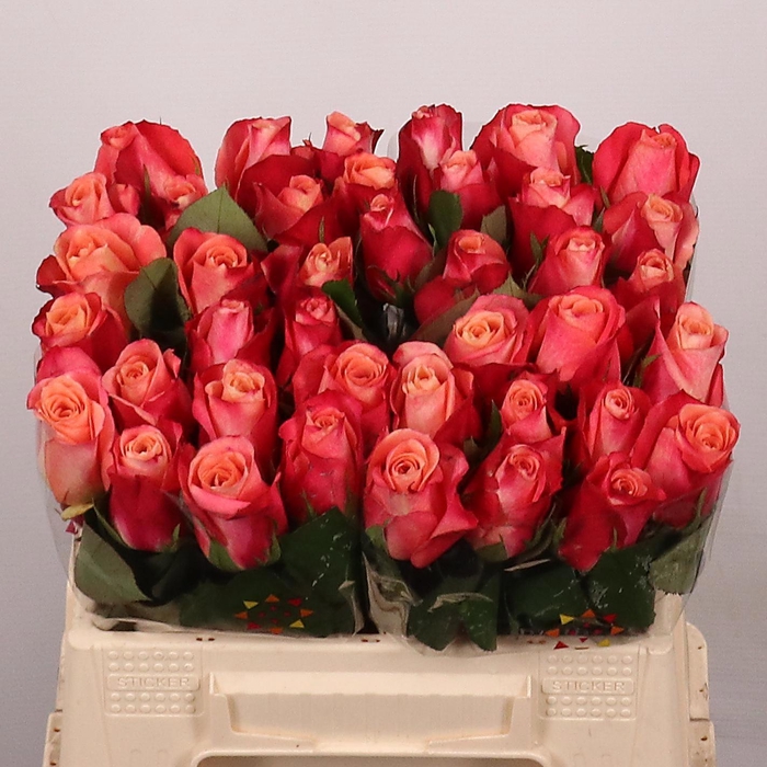 <h4>R GR HELENE</h4>