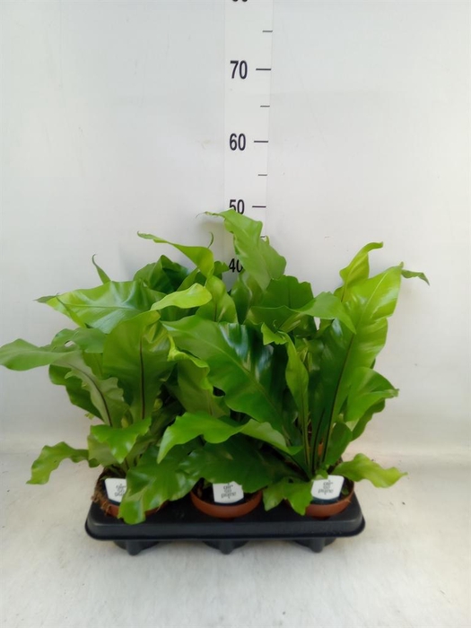 <h4>Asplenium nidus</h4>
