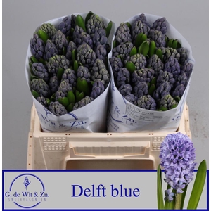 HYAC DELFT BLUE