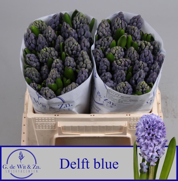<h4>HYAC DELFT BLUE</h4>