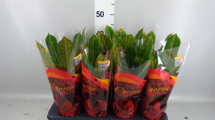 <h4>Codiaeum var. GR 'Excellent'</h4>