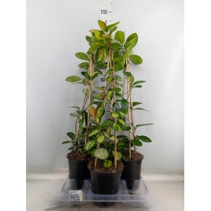 Hoya australis