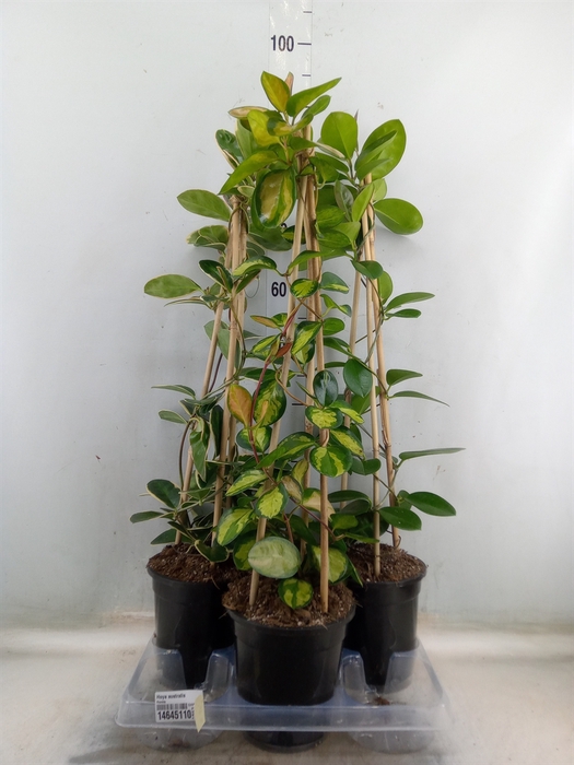 <h4>Hoya australis</h4>