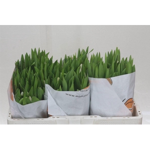 Tulp Enkel Royal Virgin