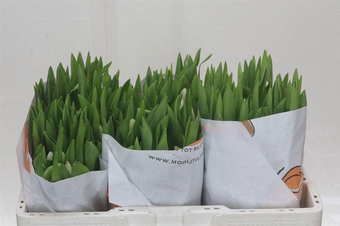 <h4>Tulp Enkel Royal Virgin</h4>