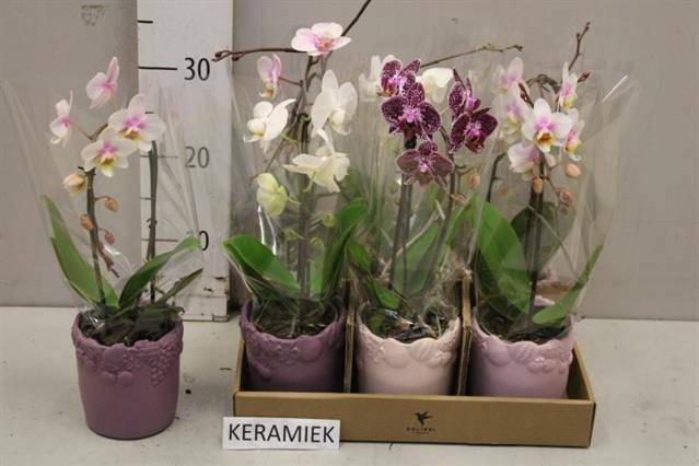 <h4>ARR PHAL 1 TAK</h4>