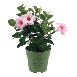 Mandevilla Sundaville Cream Pink Bush (Dipladenia)