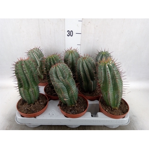 Euphorbia horrida