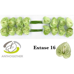 Anth Extase