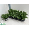 Cuph Hyssopifolia