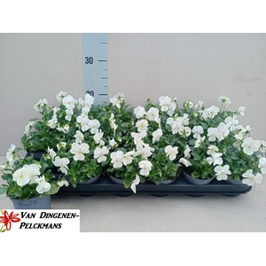 VIOLA CORNUTA TW WHITE+ EYE