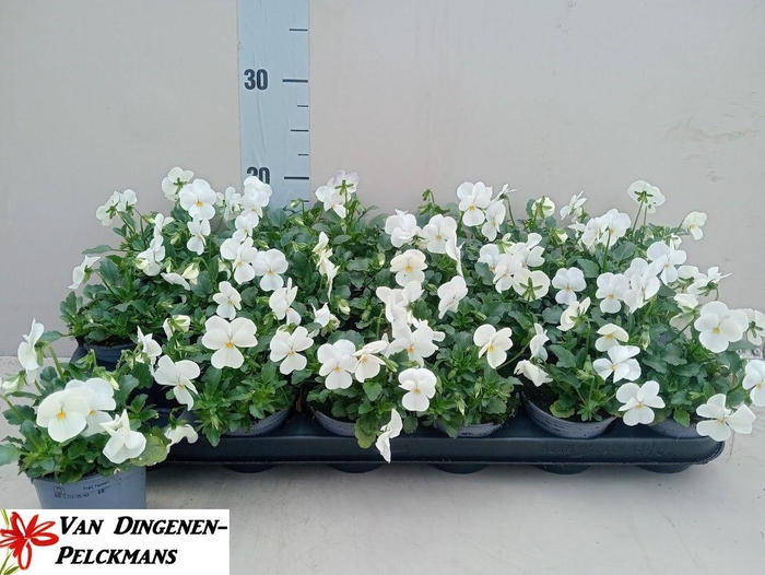 <h4>VIOLA CORNUTA TW WHITE+ EYE</h4>