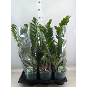 Zamioculcas zamiifolia