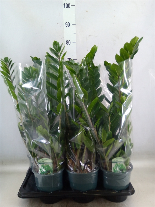 <h4>Zamioculcas zamiifolia</h4>