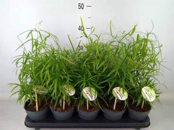 <h4>Asparagus falcatus</h4>