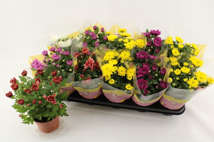 arr8 Chrys Gevuldbl Gem