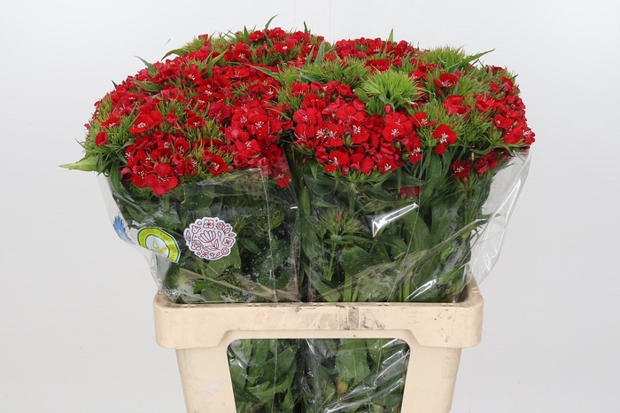 Dianthus Br Am Red Baron