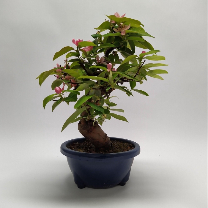 <h4>Pseudocydonia Bonsai 22 cm (herkomst: Japan)</h4>
