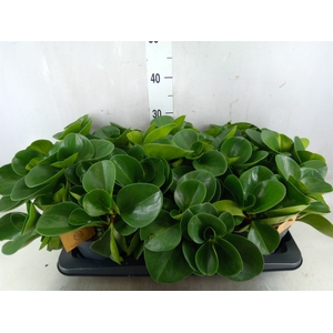 Peperomia obt. 'Green Gold'